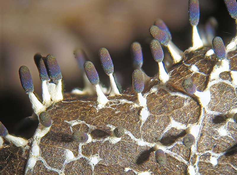Diachea leucopodia